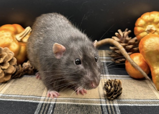 Apricot