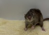 HTR Acorn