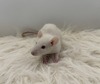 Chowder